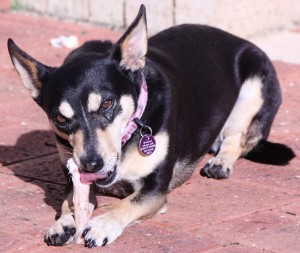 Bonnie Boo with her lamb bone